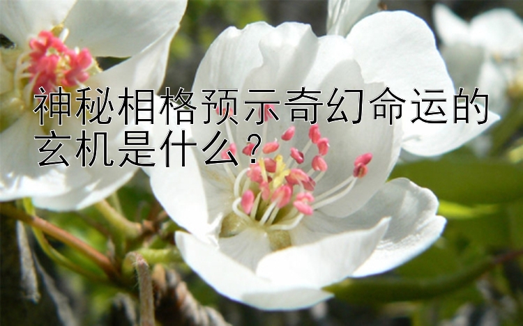 神秘相格预示奇幻命运的玄机是什么？